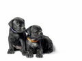 couple little puppy dog Ã¢â¬â¹Ã¢â¬â¹of breed canecorso on a white background in isolation close up